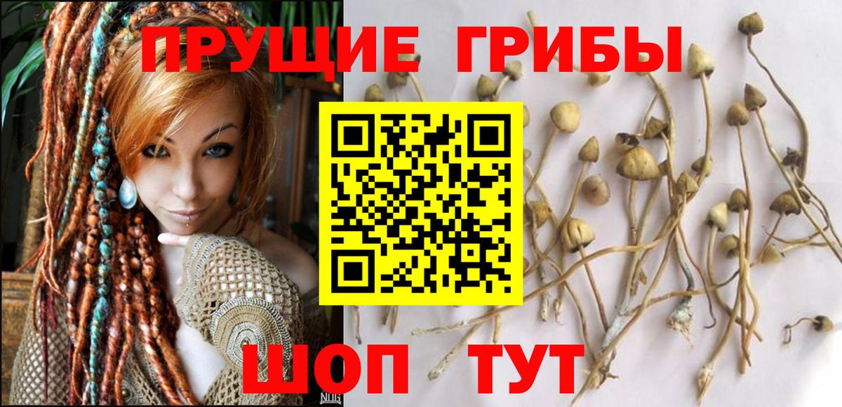 Псилоцибиновые грибы Psilocybe Добрянка